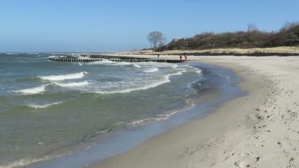 Camminando lungo la spiaggia di ahrenshoop con le sue dune e canneti (Germania ) — Video Stock
