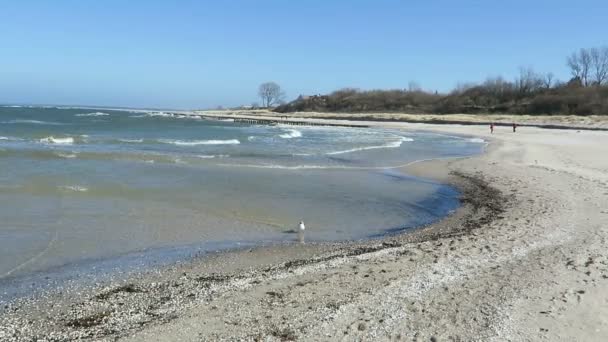 Walking along the beach of ahrenshoop with its dunes and reed houses (Germany) — Stock Video