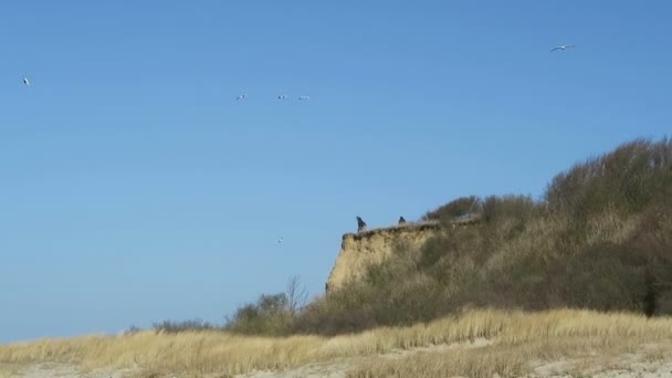 Чоловік, що стоїть на вершині скелі узбережжя Балтійського моря на Вустров. піщані дюни і рід — стокове відео