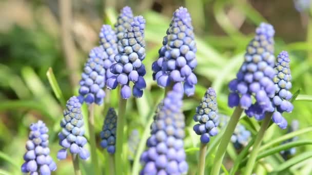 Bloem hoofd van blauwe druif hyacint bloem bloeien op de lente. — Stockvideo