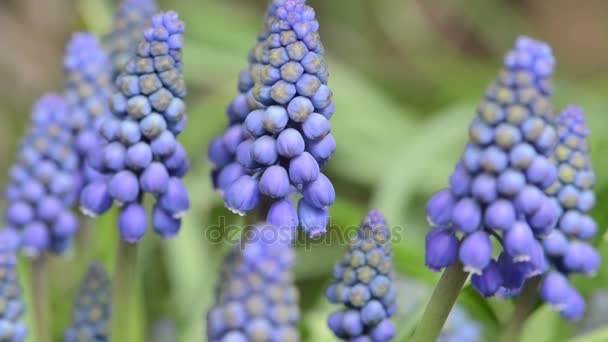 Bloem hoofd van blauwe druif hyacint bloem bloeien op de lente. — Stockvideo