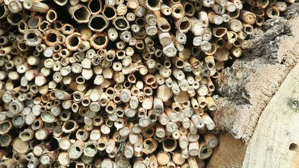 Ξενοδοχείο εντόμων με αρσενικό Osmia bicornis άγρια μέλισσες που πετούν γύρω από — Αρχείο Βίντεο