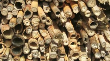 Erkek Osmia bicornis vahşi arılar etrafında uçan böcek otel