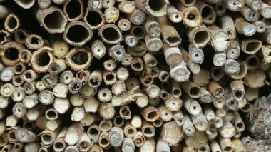 Erkek Osmia bicornis vahşi arılar etrafında uçan böcek otel