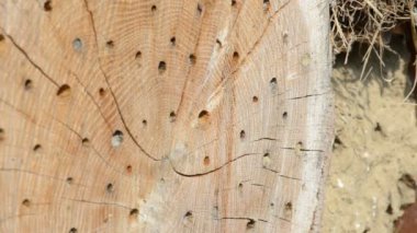 Erkek Osmia bicornis vahşi arılar etrafında uçan böcek otel