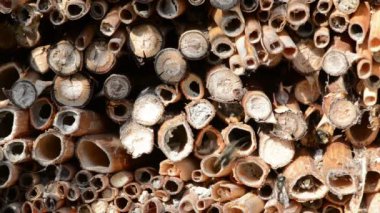 Erkek Osmia bicornis vahşi arılar etrafında uçan böcek otel