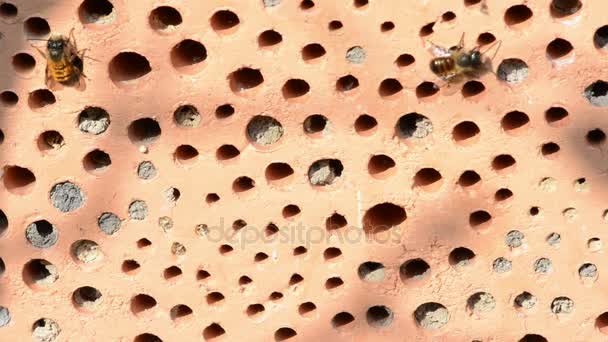 Hotel de insectos con abejas macho Osmia bicornis volando alrededor — Vídeo de stock