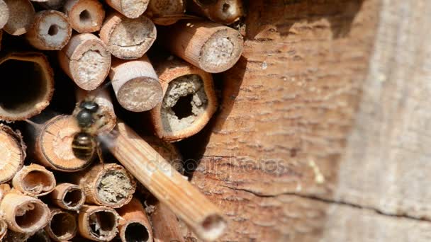 Insektenhotel mit männlichen Osmia bicornis Wildbienen, die herumfliegen — Stockvideo