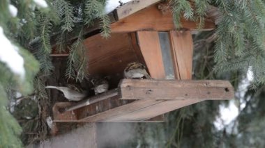 Evi bir tohum birdfeeder üzerinde tespit serçesi (Passer domesticus)