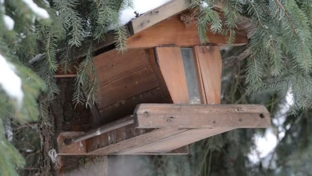 Talgoxen (Parus major) plocka upp ett frö på fågelbordet — Stockvideo