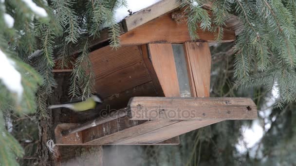 Η Μεγάλη Βυζιά (Parus major) μαζεύοντας ένα σπόρο στο τροφοδότη πουλιών — Αρχείο Βίντεο