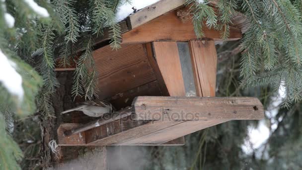 Vrabec domácí (Passer domesticus) vyzvednutí semen na birdfeeder — Stock video