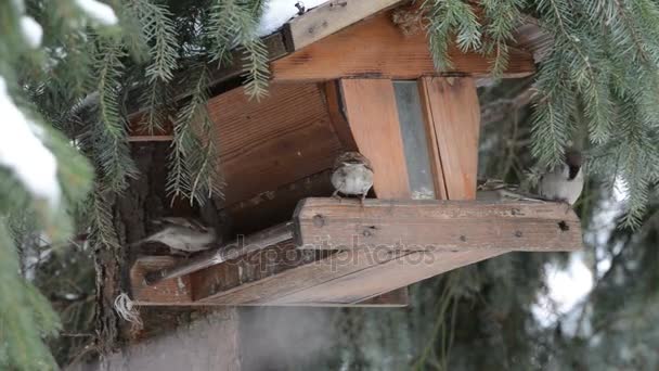 Huismus (Passer domesticus) oppakken van een zaad op birdfeeder — Stockvideo