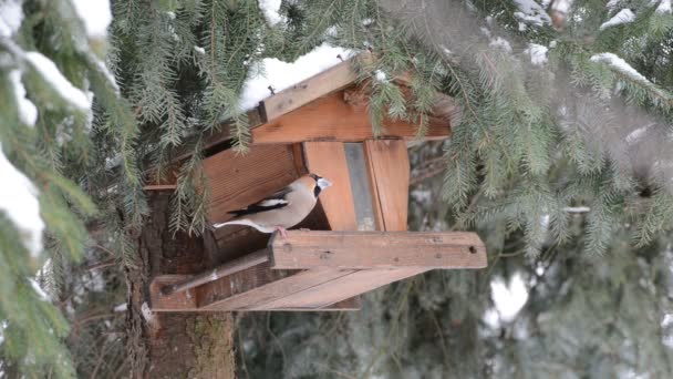 Greater Spotted  Woodpecker picking up a seed — Stock Video