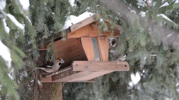 Hawfinch (Coccothraustes coccothraustes) plocka upp ett frö — Stockvideo