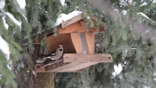 Hawfinch (Coccothraustes coccothraustes)  picking up a seed — Stock Video