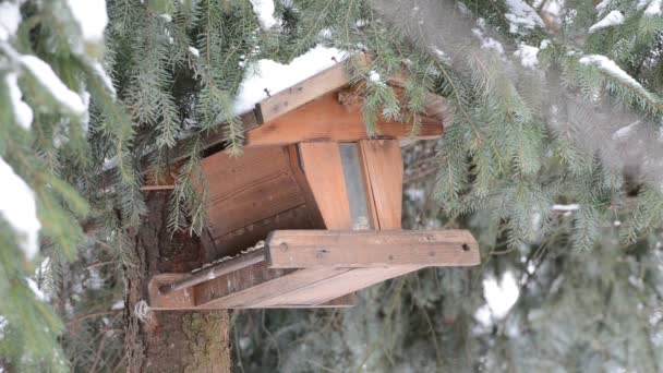 Evi bir tohum birdfeeder üzerinde tespit serçesi (Passer domesticus) — Stok video