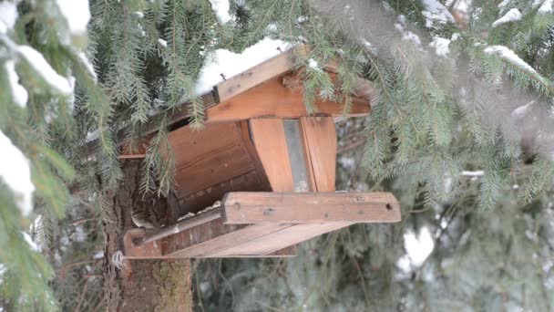 捡起一粒种子在鸟笼上的麻雀房子 （过客家） — 图库视频影像