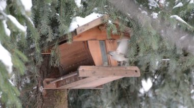 Evi bir tohum birdfeeder üzerinde tespit serçesi (Passer domesticus)