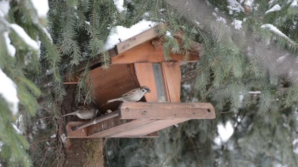 捡起一粒种子在鸟笼上的麻雀房子 （过客家） — 图库视频影像
