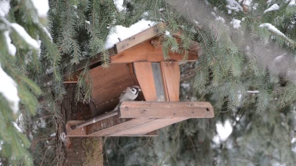 Σπίτι Sparrow (Passer domesticus) μαζεύοντας ένα σπόρο σε birdfeeder — Αρχείο Βίντεο