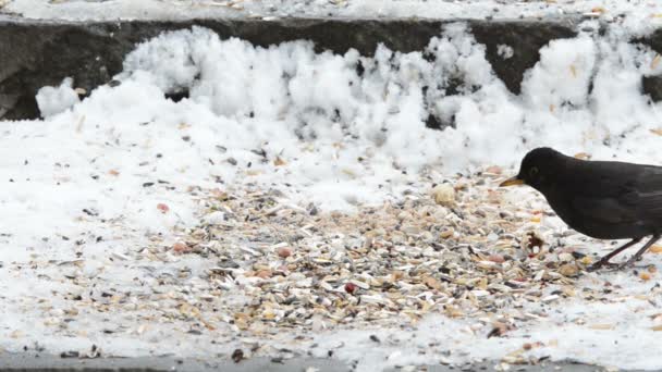 Blackbird (Turdus merula) zbieranie nasion od śniegu — Wideo stockowe