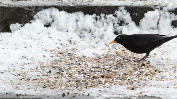 Blackbird Turdus Merula Picking Seeds Snow — Stock Video