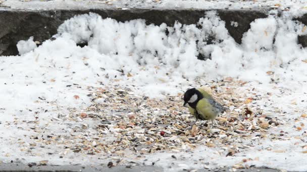 Great Tit (Parus major) recogiendo semillas de la nieve — Vídeos de Stock