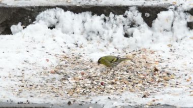 Bir tohum kar yerden almaya Kara başlı iskete (Carduelis spinus)