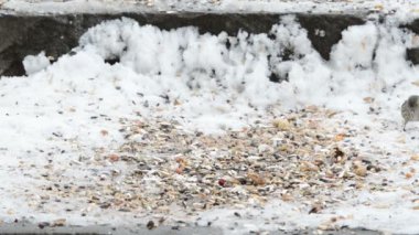 Bir tohum kar yerden almaya Kara başlı iskete (Carduelis spinus)