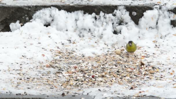 Eurasian Siskin (Carduelis spinus) raccogliendo un seme dal terreno innevato — Video Stock