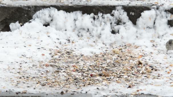 Sijs (Carduelis spinus) oppakken van een zaad uit de grond van de sneeuw — Stockvideo