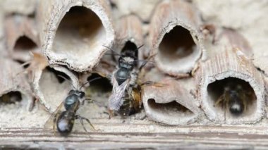 üzerinde böcek otel bahar çiftleşme vahşi yalnız arılar (osmia bicornis)