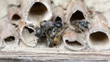 üzerinde böcek otel bahar çiftleşme vahşi yalnız arılar (osmia bicornis)
