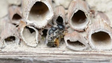 üzerinde böcek otel bahar çiftleşme vahşi yalnız arılar (osmia bicornis)