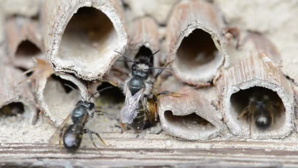 Wild solitary bees (osmia bicornis) mating on insect hotel at springtime — Stock Video