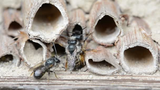 Дикие одинокие пчелы (osmia bicornis) спариваются в отеле для насекомых весной — стоковое видео