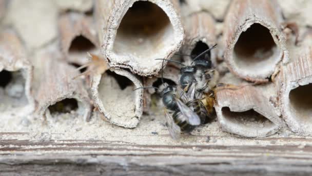 Abelhas solitárias selvagens (osmia bicornis) acasalando em hotel de insetos na primavera — Vídeo de Stock