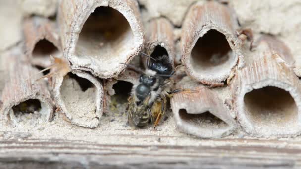 Дикие Одинокие Пчелы Osmia Bicornis Спариваются Отеле Насекомых Весной — стоковое видео