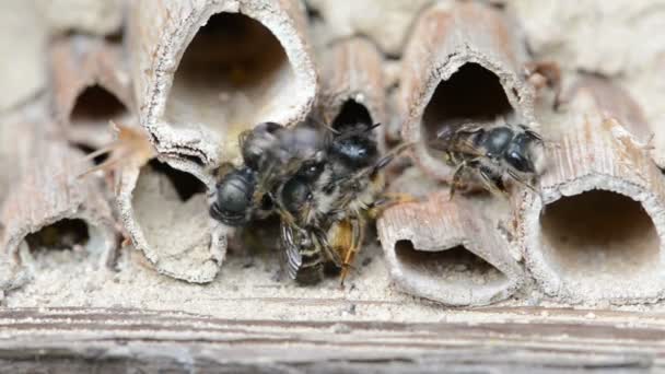 Dzikie pszczoły samotne (osmia bicornis) krycia na owad hotel w wiosenny — Wideo stockowe