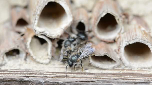 Дикие одинокие пчелы (osmia bicornis) спариваются в отеле для насекомых весной — стоковое видео