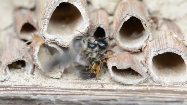 Дикие одинокие пчелы (osmia bicornis) спариваются в отеле для насекомых весной — стоковое видео