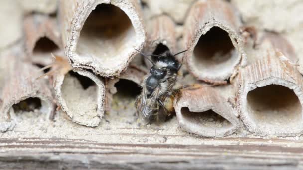 Abelhas solitárias selvagens (osmia bicornis) acasalando em hotel de insetos na primavera — Vídeo de Stock