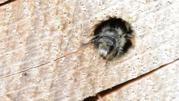 Solitära vilda bee (Osmia bicornis) tittar ur ett hål i en trädstam. insekt hotel. — Stockvideo