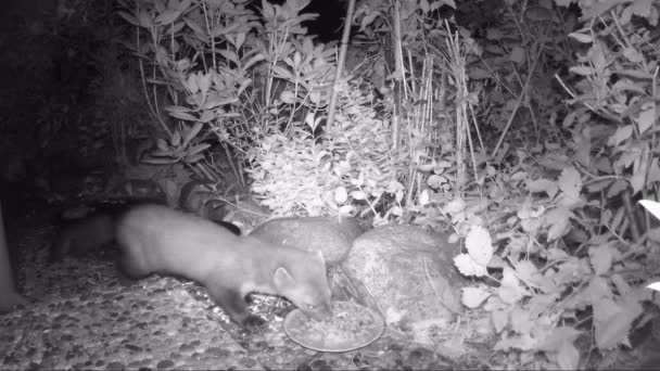 Marta de haya (Martes foina) mirando hacia fuera para la comida del gato en un jardín. cámara infrarroja de vídeo . — Vídeos de Stock