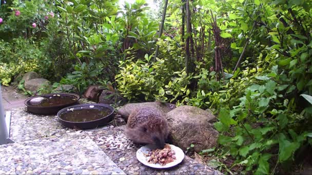 Hedgehog looking for cat food in a garden — Stock Video