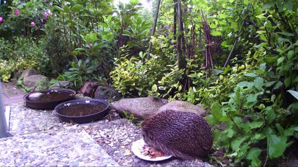 Hérisson à la recherche de nourriture pour chat dans un jardin — Video