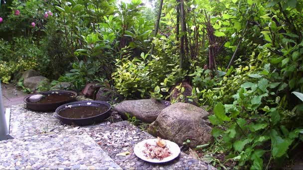 庭に猫の餌を探しているハリネズミ — ストック動画