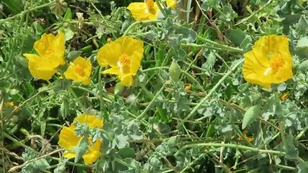 Gelber Klatschmohn wächst in der Bucht von Mali auf Beton (Griechenland)). — Stockvideo