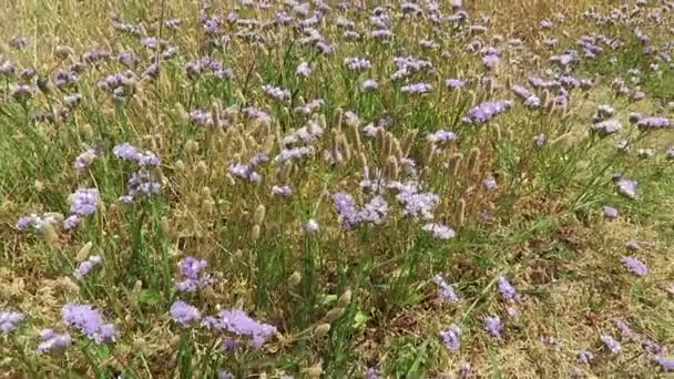 Natürliches Lavendelfeld an der Küste der Betonbucht von Mali (Griechenland)) — Stockvideo